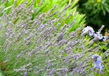 lavender field