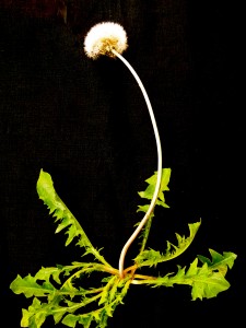 Dandelion 