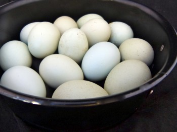 Eggs