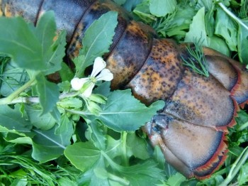 Lobster Tail in Greens