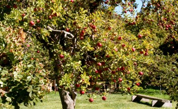 Apple Tree