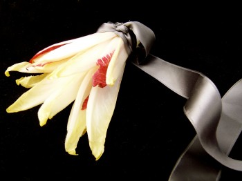 Belgium Endive