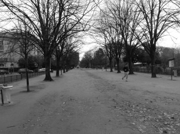 Paris Tree lined Street - Chef Morgan