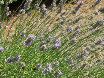 Lavender Bush