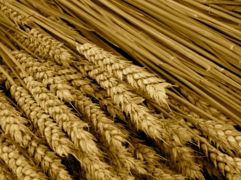 Wheat Grains