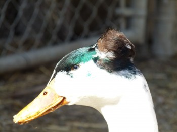 McGrath Family Farm Duck