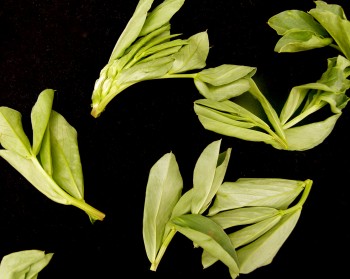 fava bean leaves