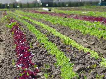 McGrath Family Farm