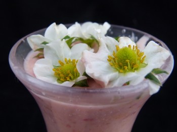 coconut mango smoothie by chef morgan with garnish of flowers