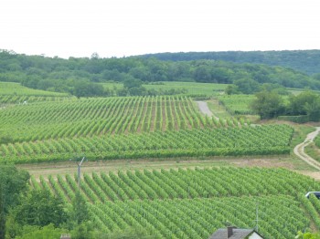 vineyard france