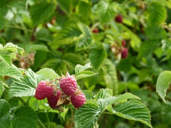 raspberries 