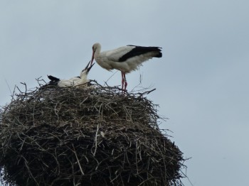  The stork or cigogne