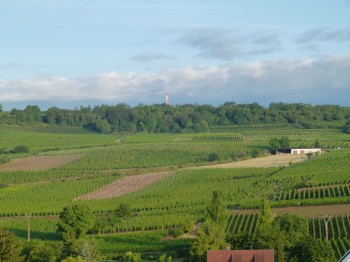 vineyard in alsace france