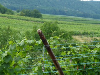 vineyard in alsace france