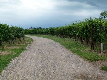 Vineyard road in alsace france
