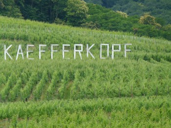 vineyard in alsace france kaefferkopf