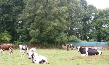 Cows in Normandie France