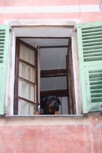 dog out of a window in Nice France