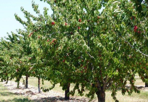 Chef Morgan Cherry Trees