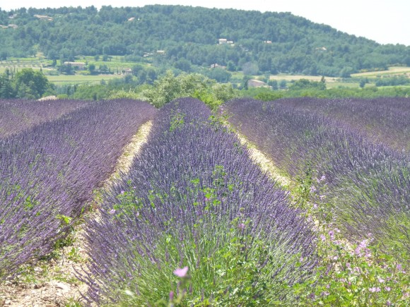 Chef morgan Gordes lavender