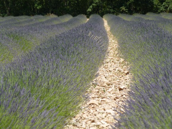 Chef Morgan Lavender Fields Banon