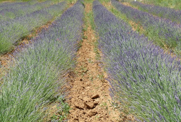 Chef Morgan Lavender Fields In Gordes