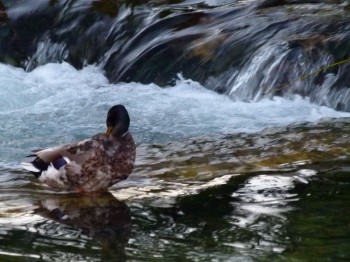 ducks in river near le vivier restaurant france 