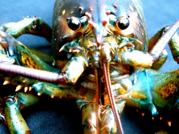 lobster head