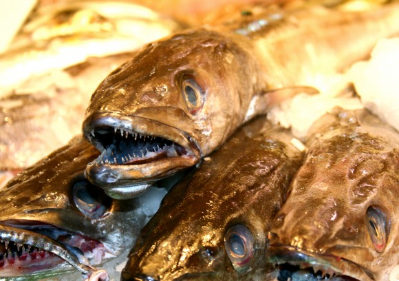 scary fish faces at the market