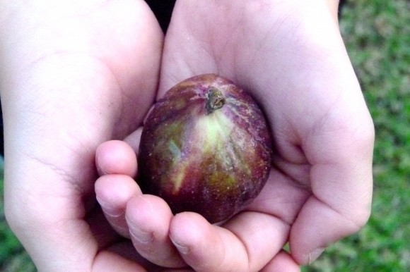 fig in hands