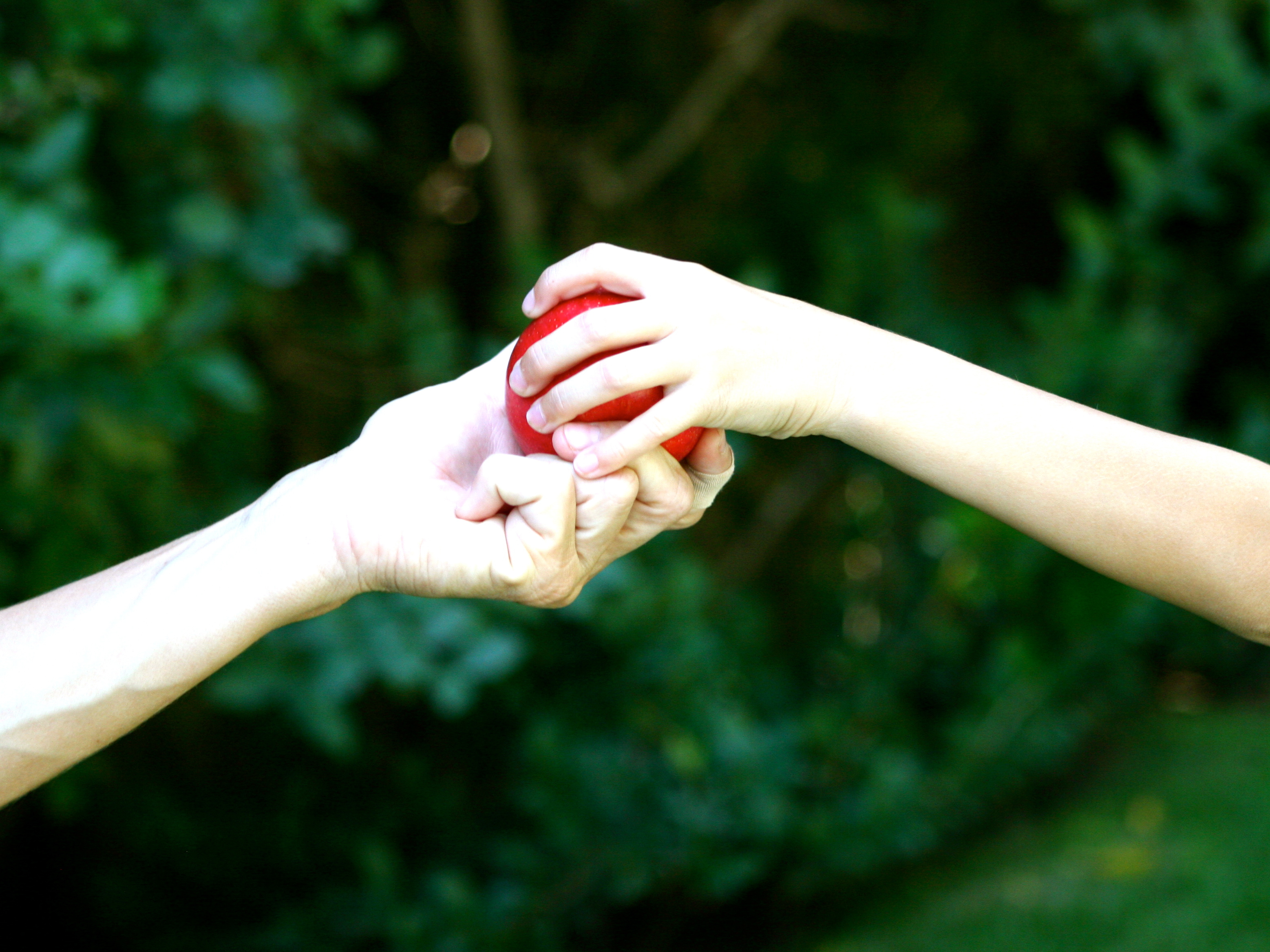 picking apples, planting memories (November 12th, 2010)