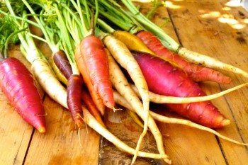 multi colored carrots on table