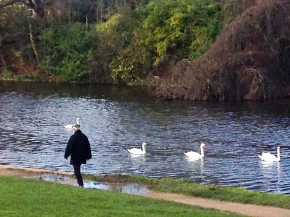 swans in paris france