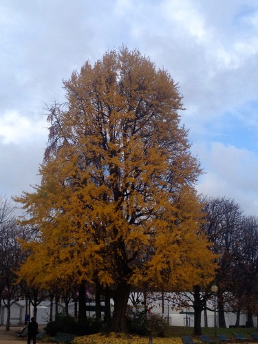 Golden leaves on a majestic tree in france paris