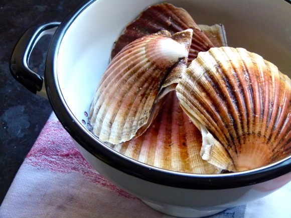 scallops in colander