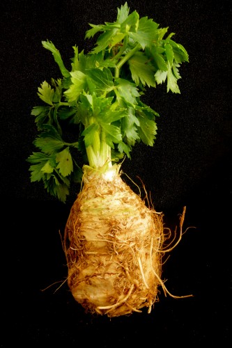 celeraic bulb  or “celery root”