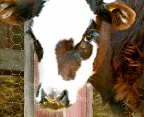 a happy cow