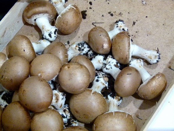 chef morgan mushrooms
