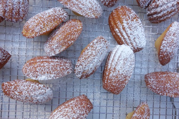 vanilla bean Madeleines for valentines day dusted with powdered sugar