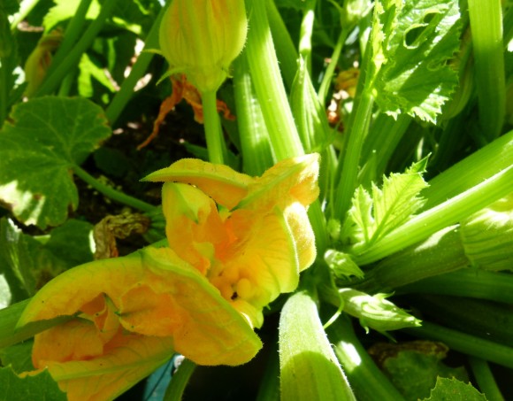 chef morgan zucchini blossoms 