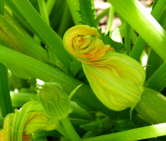 chef morgan blossoms